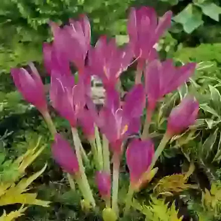 Lilac Bedder
